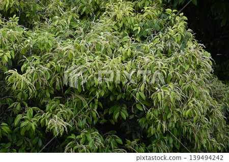 Castanopsis sieboldii that bears flowers 139494242