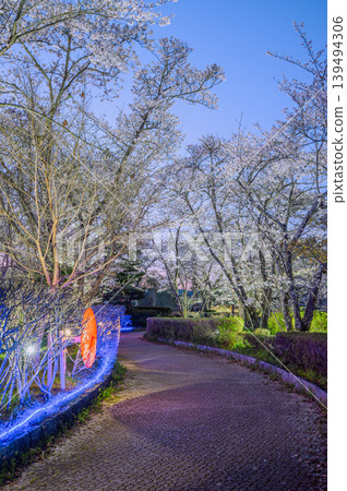 [Akashina Ryumonbuchi Cherry Blossom Festival] Illuminated cherry blossom path [Akashina, Azumino City] 139494306