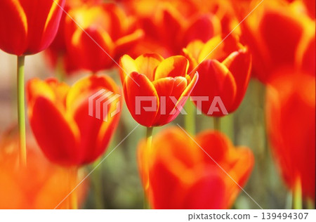 Orange tulips photographed on positive film Orange tulips photographed on positive film 139494307