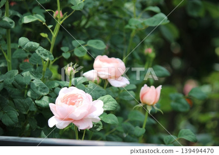 Moist, white rose Moist, white rose 139494470