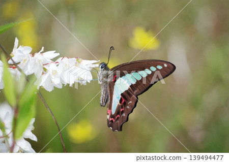 Aosujiageha hanging on a white flower Aosujiageha hanging on a white flower 139494477