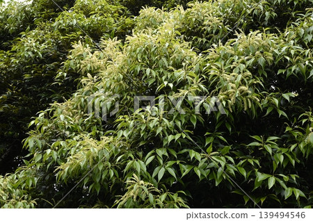 Sudaji flowers 139494546