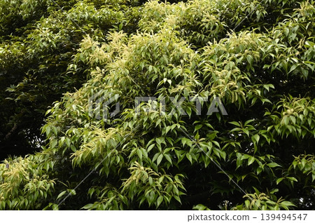 Sudaji flowers 139494547