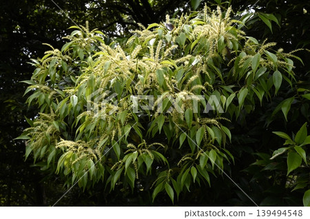 Sudaji flowers 139494548