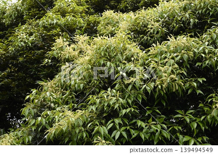 Sudaji flowers 139494549