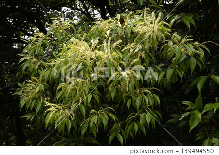 Sudaji flowers 139494550
