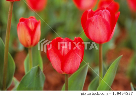 Red tulips photographed on positive film 139494557