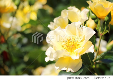 Yellow roses blooming in the sunlight Yellow roses blooming in the sunlight 139494596
