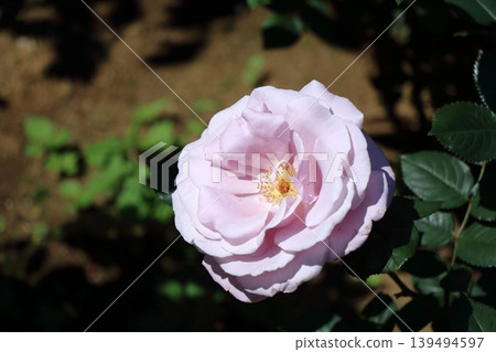 Softly blooming pink roses Softly blooming pink roses 139494597