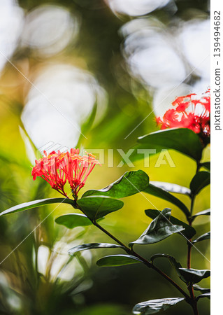 Ixora flowers of Yakushima Island shining in the sunlight filtering through the trees 139494682