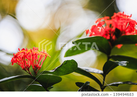 The volubilis flowers of Yakushima Island evoke the vibrant colors of the tropics. 139494683