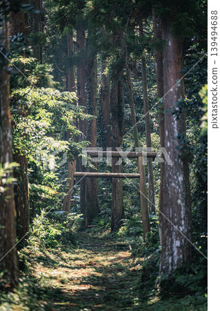 通往屋久島大山神社的道路景色,通往一片神秘的森林。 通往屋久島大山神社的道路景色,通往一片神秘的森林。 139494688