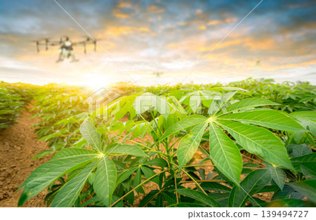 row of cassava tree in field. Growing cassava, young shoots growing. The cassava is the tropical food plant,it is a cash crop in Thailand. This is the landscape of cassava plantation in the Thailand. row of cassava tree in field. Growing cassava, young shoots growing. The cassava is the tropical food plant,it is a cash crop in Thailand. This is the landscape of cassava plantation in the Thailand. 139494727