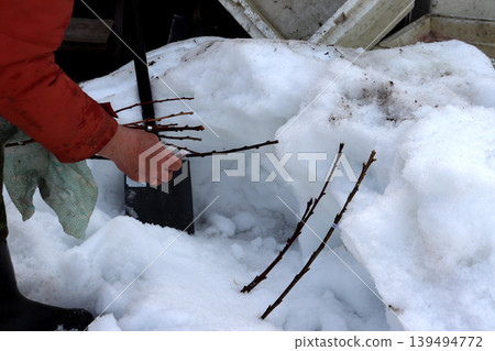 A breeder lays out cherry cuttings dug out of a snowdrift A breeder lays out cherry cuttings dug out of a snowdrift 139494772