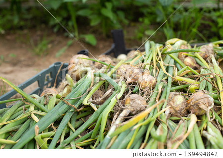 Fresh ripe harvested onion in basket in the field. 139494842