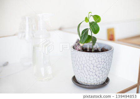 Houseplant growing in pot with spray bottle Houseplant growing in pot with spray bottle 139494853