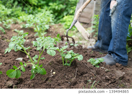 Farmer removing weeds with hoe in potato field. man is hilling potatoes. Farmer removing weeds with hoe in potato field. man is hilling potatoes. 139494865