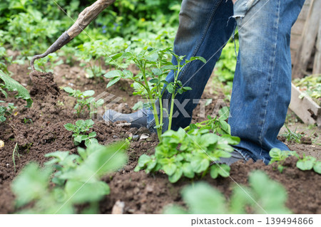 Farmer removing weeds with hoe in potato field. man is hilling potatoes. Farmer removing weeds with hoe in potato field. man is hilling potatoes. 139494866