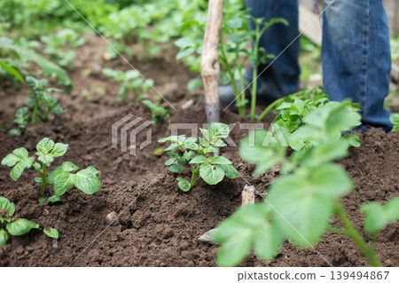 Farmer removing weeds with hoe in potato field. man is hilling potatoes. Farmer removing weeds with hoe in potato field. man is hilling potatoes. 139494867