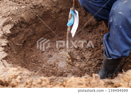 man planting a fruit tree in his garden man planting a fruit tree in his garden 139494899