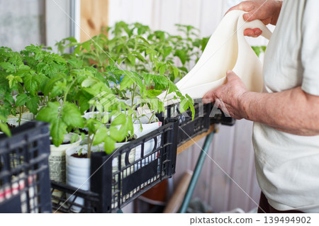 a woman growing and watering tomato seedlings on the balcony from a watering can a woman growing and watering tomato seedlings on the balcony from a watering can 139494902
