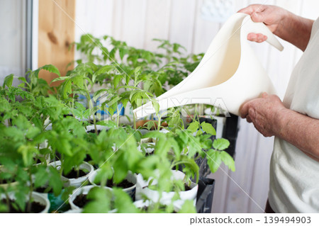 a woman growing and watering tomato seedlings on the balcony from a watering can a woman growing and watering tomato seedlings on the balcony from a watering can 139494903