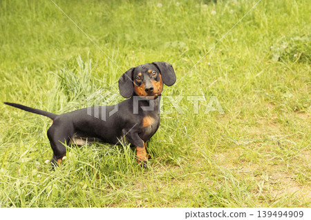 portrait of a cute dachshund dog in a field on a green grass background portrait of a cute dachshund dog in a field on a green grass background 139494909