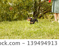 woman walks with the dog on a leash in on the park . dachshund near a woman's feet 139494913