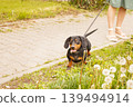 woman walks with the dog on a leash in a field of dandelions . dachshund near a woman's feet 139494914