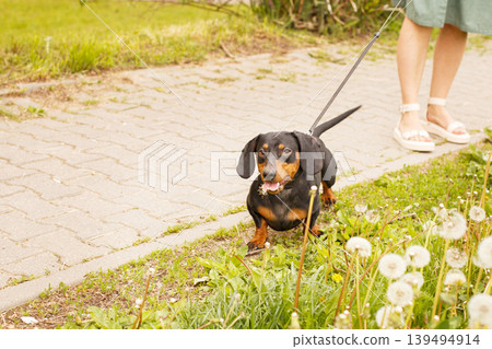woman walks with the dog on a leash in a field of dandelions . dachshund near a woman's feet woman walks with the dog on a leash in a field of dandelions . dachshund near a woman's feet 139494914