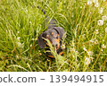 portrait of a cute dachshund dog in a field of dandelions 139494915