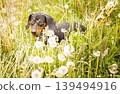 portrait of a cute dachshund dog in a field of dandelions 139494916