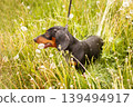 portrait of a cute dachshund dog in a field of dandelions 139494917