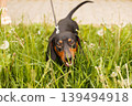 portrait of a cute dachshund dog in a field of dandelions 139494918