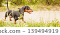 portrait of a cute dachshund dog on a leash in the park. banner 139494919