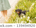woman walks with the dog on a leash in on the park . dachshund near a woman's feet 139494920