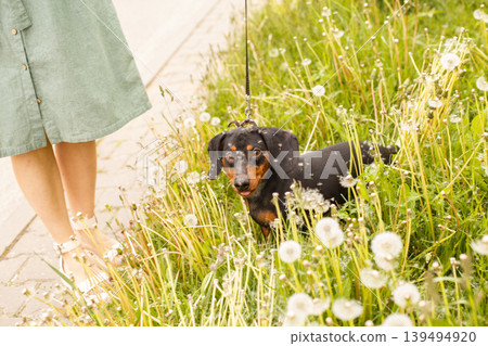 woman walks with the dog on a leash in on the park . dachshund near a woman's feet woman walks with the dog on a leash in on the park . dachshund near a woman's feet 139494920
