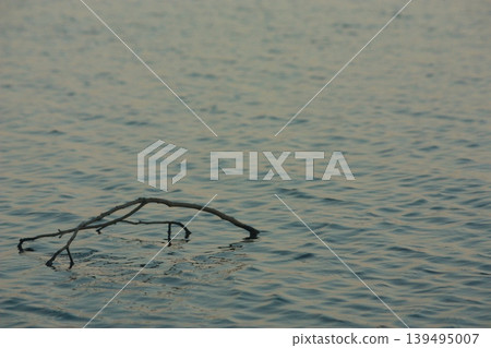 水面上漂浮著浮木 水面上漂浮著浮木 139495007