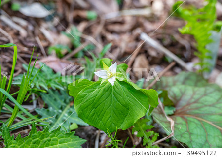 White trilliums blooming in Norikura Plateau White trilliums blooming in Norikura Plateau 139495122