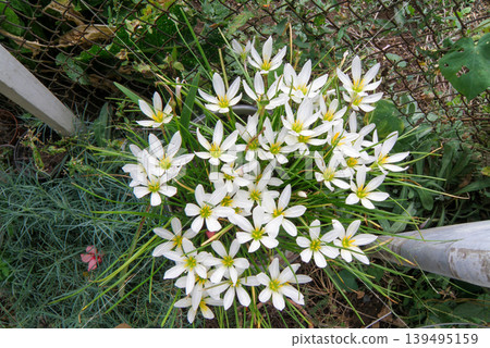 White Rain Lily Zephyranthes Candida Flowers in Garden. Beautiful Blooming petal bud bush top view White Rain Lily Zephyranthes Candida Flowers in Garden. Beautiful Blooming petal bud bush top view 139495159