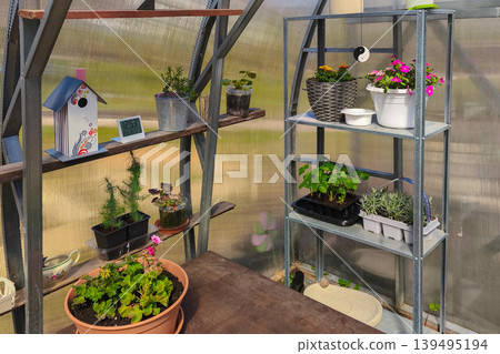 Sunny polycarbonate greenhouse interior with metal and wooden shelves holding geraniums, petunias, seedlings, lavender, decorative birdhouse, digital clock and garden tools 139495194