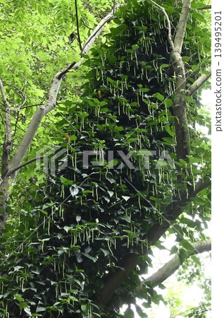 一棵大樹的樹幹上爬滿了藤蔓植物。 一棵大樹的樹幹上爬滿了藤蔓植物。 139495201