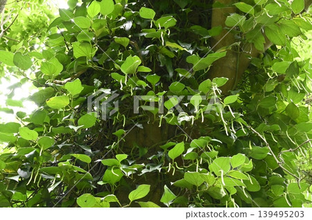 一棵大樹的樹幹上爬滿了藤蔓植物。 一棵大樹的樹幹上爬滿了藤蔓植物。 139495203