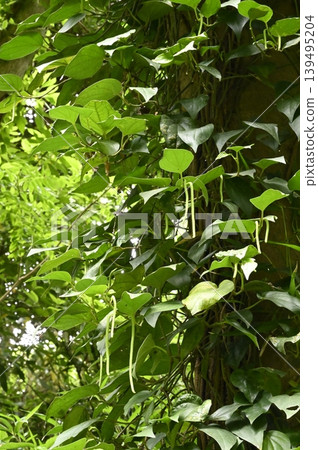 一棵大樹的樹幹上爬滿了藤蔓植物。 一棵大樹的樹幹上爬滿了藤蔓植物。 139495204