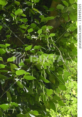 一棵大樹的樹幹上爬滿了藤蔓植物。 一棵大樹的樹幹上爬滿了藤蔓植物。 139495205