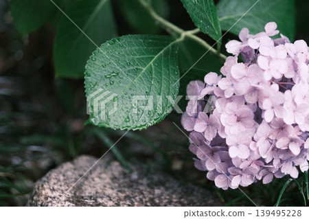 繡球花在雨中濕潤 繡球花在雨中濕潤 139495228
