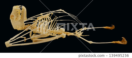 The skeleton of a fruit bat Cynopterus sphinx lies isolated on a black background. The details of its bones and structure are clearly visible, illustrating its form and anatomy. 139495236