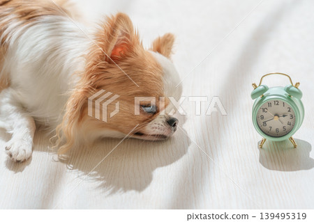 一隻瞌睡的狗和一個鬧鐘 一隻瞌睡的狗和一個鬧鐘 139495319