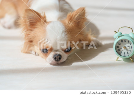 一隻瞌睡的狗和一個鬧鐘 一隻瞌睡的狗和一個鬧鐘 139495320