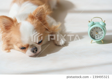 一隻瞌睡的狗和一個鬧鐘 一隻瞌睡的狗和一個鬧鐘 139495321
